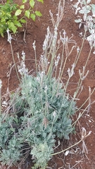 Lavandula pinnata