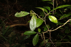Planchonella