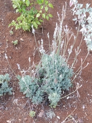 Lavandula pinnata