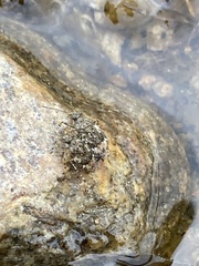 Teloleuca bifasciata