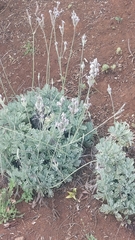 Lavandula pinnata