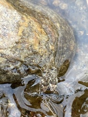 Teloleuca bifasciata