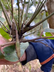 Apiomorpha munita