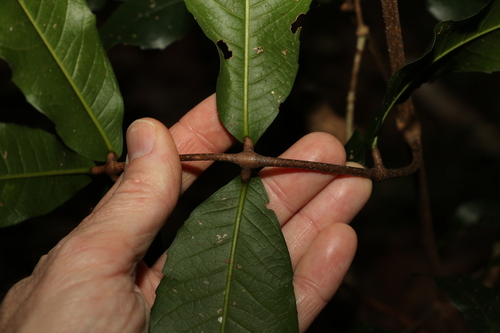 Image of Bosistoa pentacocca by (c) Greg Tasney, some rights reserved (CC BY-SA)