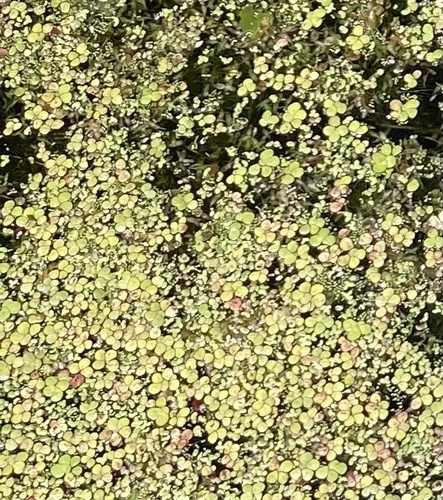žabnička mnohokoreňová (Spirodela polyrhiza)