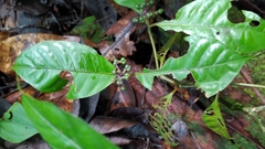 Palicourea didymocarpos
