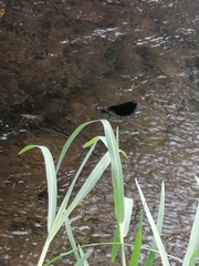 Calopteryx haemorrhoidalis
