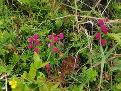 Daboecia azorica