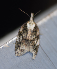 Platynota exasperatana