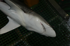 Carcharhinus falciformis