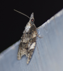 Platynota exasperatana