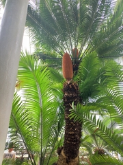 Cycas rumphii