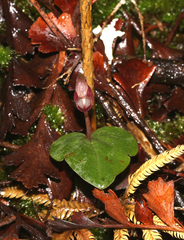 Corybas rotundifolius