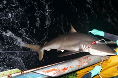 Carcharhinus falciformis