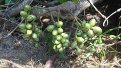 Gnetum luofuense