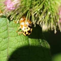 Propylea quatuordecimpunctata
