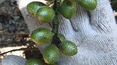 Gnetum luofuense