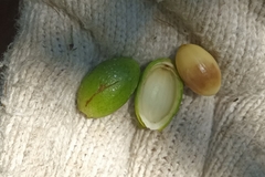 Gnetum luofuense
