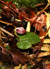 Corybas rotundifolius