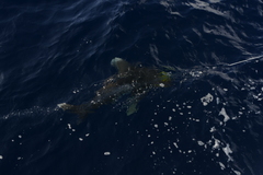 Carcharhinus longimanus