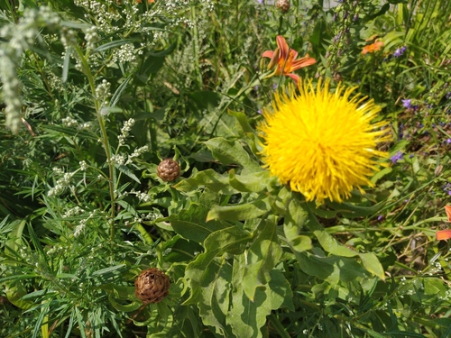 Centaurea macrocephala iNat (3)