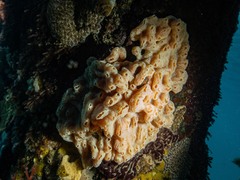 Botrylloides leachii