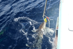 Carcharhinus longimanus