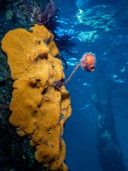 Botrylloides leachii