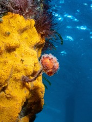 Pyura gibbosa