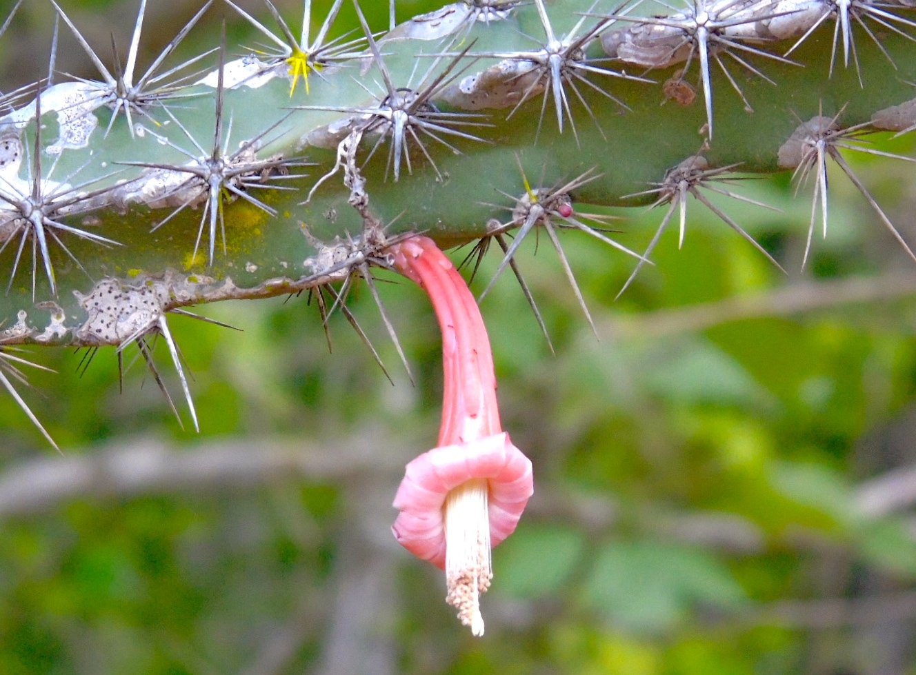 Stenocereus kerberi