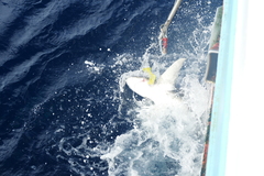 Carcharhinus longimanus