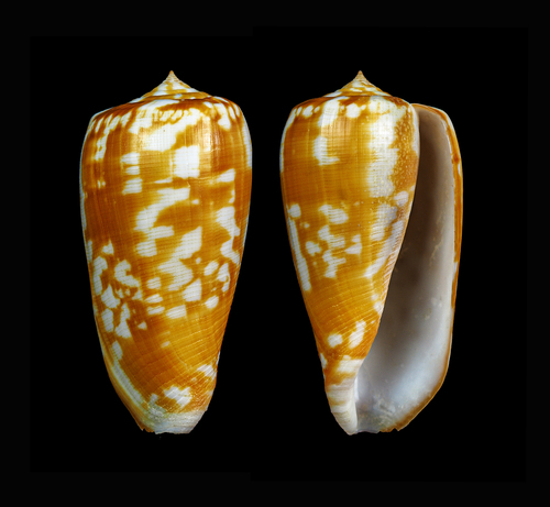 Conus conspersus · iNaturalist United Kingdom