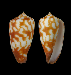 Conus conspersus