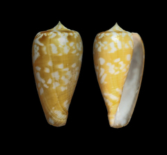 Conus conspersus