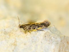 Aristotelia rubidella