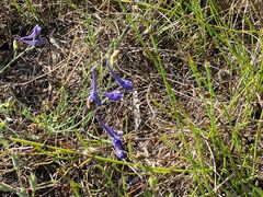 Delphinium gracile
