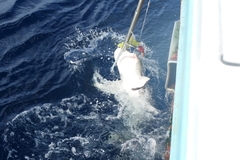 Carcharhinus longimanus