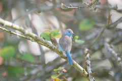 Uraeginthus angolensis