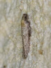 Obithome punctiferella
