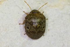 Diolcus chrysorrhoeus