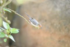 Prinia molleri