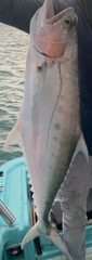 Scomberoides commersonnianus