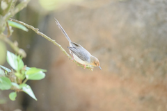 Prinia molleri
