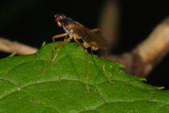 Neria commutata