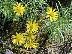 Senecio spanomerus