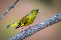 Chloris sinica minor