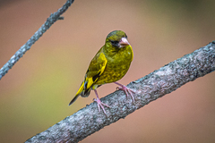 Chloris sinica minor