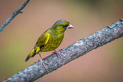 Chloris sinica minor