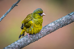 Chloris sinica minor