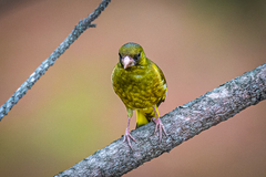 Chloris sinica minor